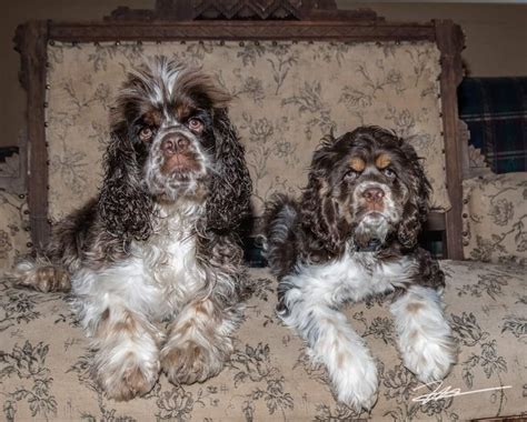 Give a home to this cute puppy. Parti Color Cocker Spaniels - Puppies For Sale at Penny ...