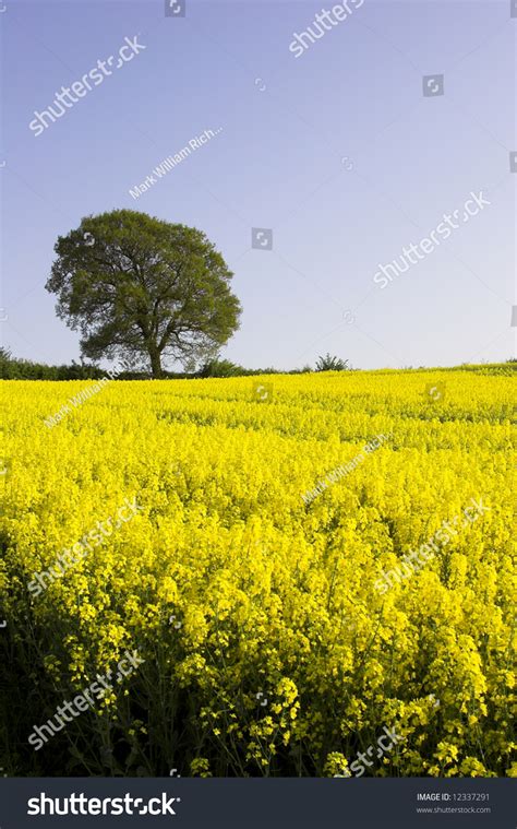 English Countryside In Spring Stock Photo 12337291 Shutterstock