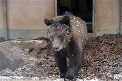 3 Bears Orphaned In Wild Find Toledo Zoo Home Is Just Right Toledo Blade