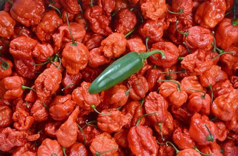 How To Survive Eating A Carolina Reaper The Worlds Hottest Pepper Orange County Register