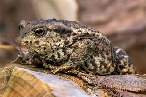 Amphibian Common British Toad Frog Photograph By Jason Jones Pixels