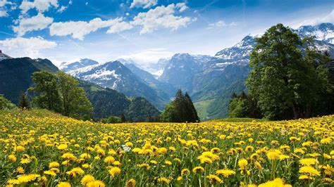 Spring Field Landscape With Yellow Flowers Mountains Blue Sky And