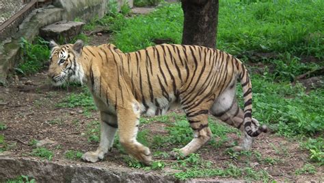 Bengal Tiger Filebengal Tiger From Hyderabad Nehru Zoo 4247