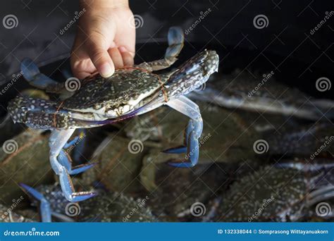 Sea Crab Was Tied With Rope In The Boy Hand Stock Photo Image Of
