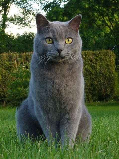 Different Grey Cat Breeds Grey Cats Bring Good Luck To Owners