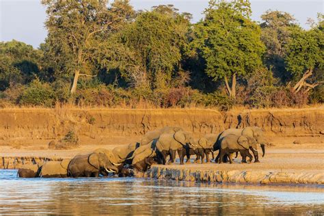 South Luangwa National Park Zambia The Complete Guide