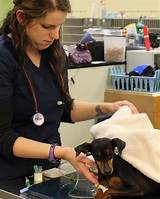 Photos of Animal Emergency Clinic Latham Ny