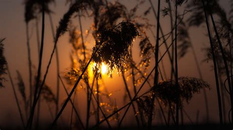 Silhouette Of Grasses Nature Sunlight Sunset Depth Of Field Hd