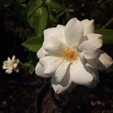 They are best and most frequently used on house walls but are also perfect for growing on pillars, obelisks, walls, trellises and over arches. 'Sally Holmes' Climbing Rose - perfect for a summer moon ...