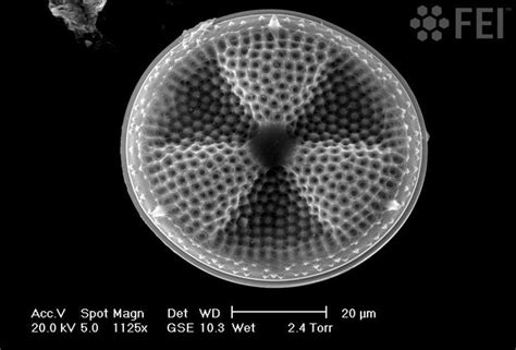 Diatom Diatom