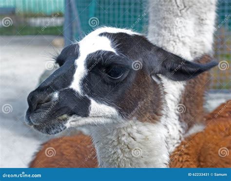 Beautiful Lama Portrait Stock Image Image Of Animal 62233431