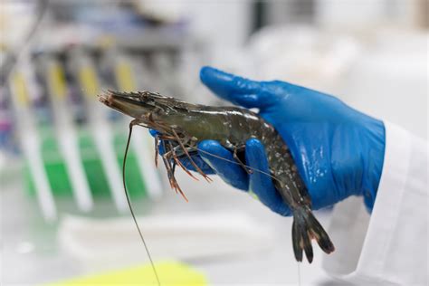 Genics Shrimp Multipath Technology Exceeds Global Standards For WSSV
