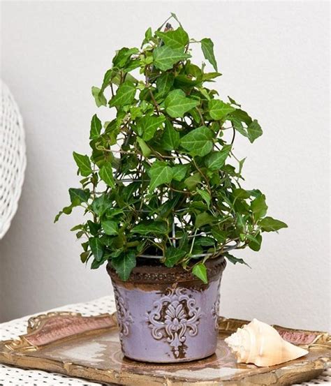 But the vines can cause damage to the buildings they scale. 19 Best Houseplants You Can Grow without Care | Growing ...