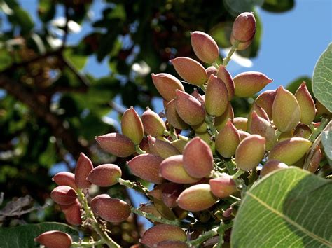 Pistachio Nut Trees Tips For Growing Pistachio Trees Fruit Tree