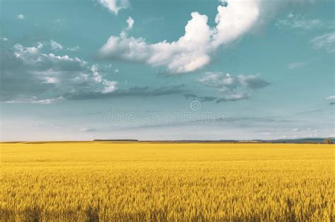 Wheat Field Under Sunset Cloud Sky Stock Image Image Of Agricultures