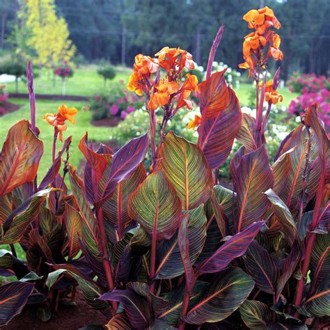 Canna Bulbs When To Plant Guides Thepoetandtheplant Com