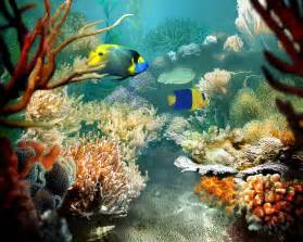 Fish Pictures: Tropical Fish