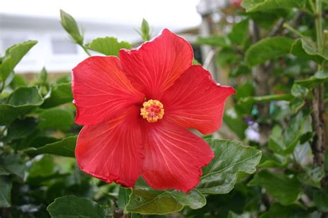 WikiHow To Grow Hibiscus Outdoors Via WikiHow Com Hibiscus Plant