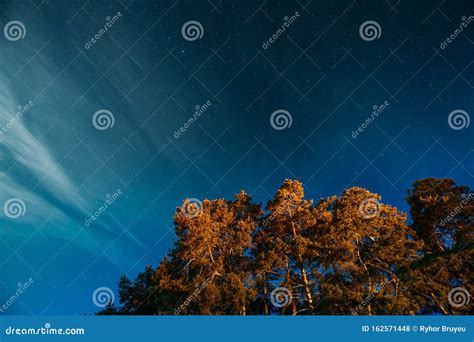Crown Of Pine Trees Woods Under Night Starry Sky Night Landscape With