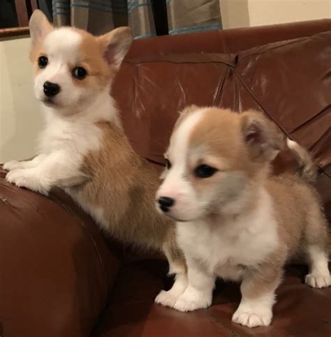 I breed one or two litters. Pembroke Welsh Corgi Puppies.. - Dogs & Puppies ...