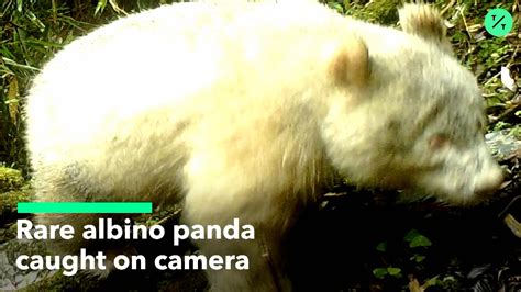 Rare Albino Panda Photographed In China Bloomberg