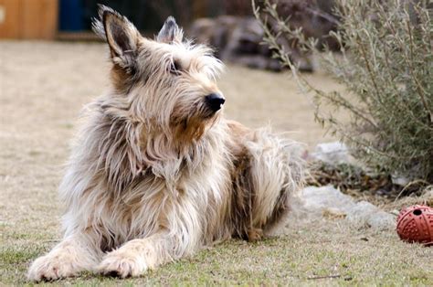 There are 85 berger picard pet for sale on etsy, and they cost $16.50 on average. Wedge's Grandpa Honneur! | Herding dogs, Best dogs, Crazy ...