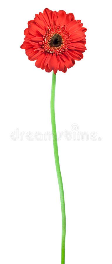 Flower And Bud Of Yellow Daisy Gerbera Stock Image Image Of Floral