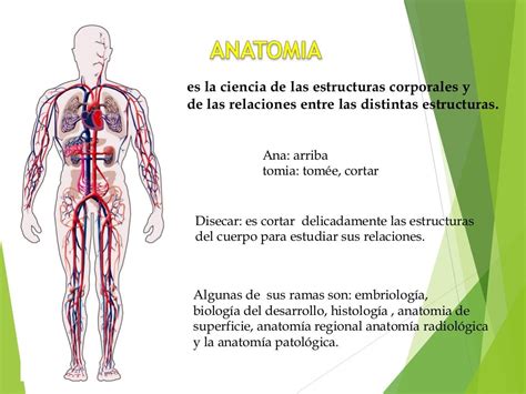 11 Estructuras Y Funciones Básicas Del Cuerpo Humano