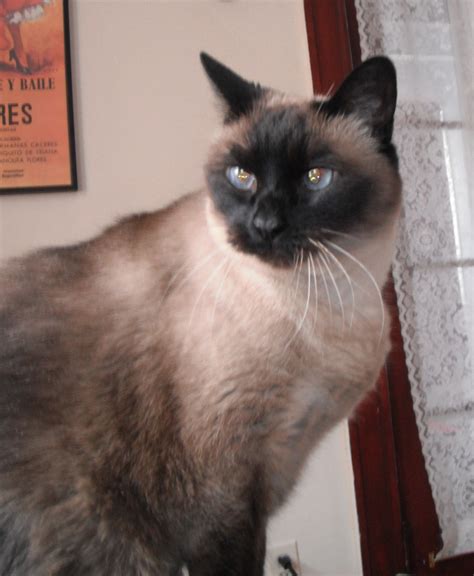 Siamese Cat Rehoming Success Story Boston Ma