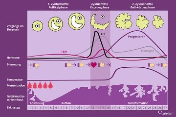 174 tage geteilt durch sechs zyklen = 29 tage dauert der zyklus im durchschnitt. ᐅ Weiblicher Zyklus: Wie passiert im Menstruationszyklus ...