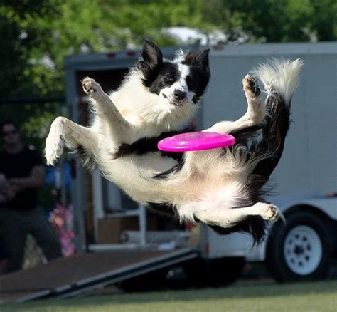 12 Signs You Are A Crazy Border Collie Person