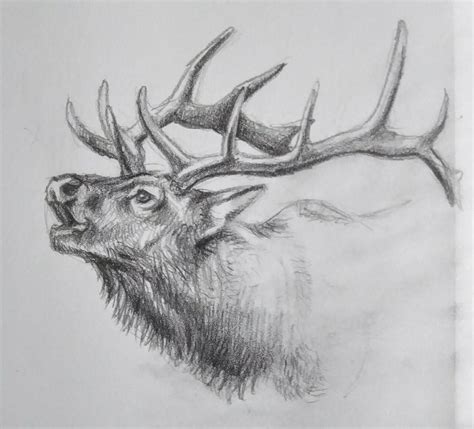 Artstation Elk Sketch