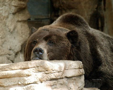 Lazy Bear Photograph By Christine S Zipps Fine Art America