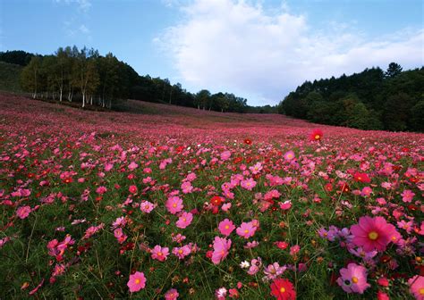 Pink Cosmos Field Hd Wallpaper Background Image 2950x2094