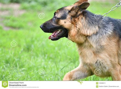 Dog Breed German Shepherd Stock Image Image Of Watchdog 100586511