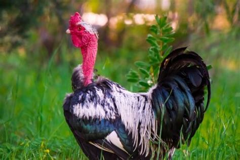 Naked Neck Turken Chicken Hatcheries And Breeders The Featherbrain