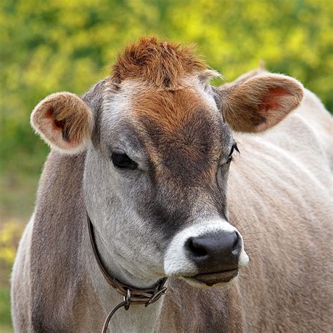 Jersey Cow With Attitude Square Photograph By Gill Billington Pixels