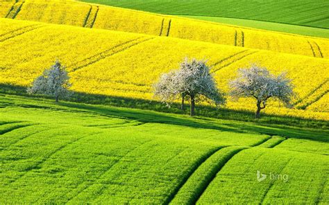Bing Spring Wallpapers Top Free Bing Spring Backgrounds