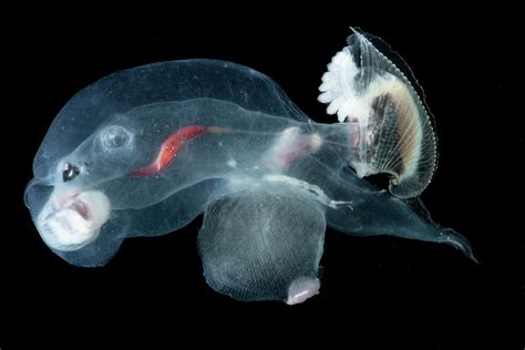 Heteropod Carinaria Lamarcki Photograph By Dante Fenolio Fine Art America