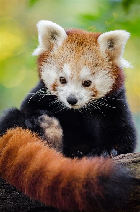 Free Download Red Panda Selective Focus Photography Panda Animal