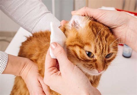 How To Get Rid Of Ear Mites In Cats With Olive Oil Whitesides Begicke