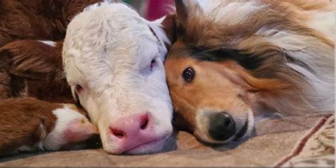Newborn Calf Collie Cuddle To Stay Warm In Freezing Temperatures