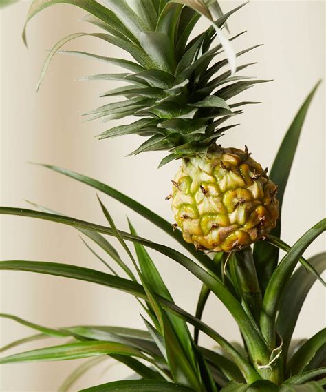 Buy Potted Bromeliad Pineapple Indoor Plant Bloomscape Bromeliads