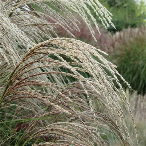 Buy Chinese silver grass Miscanthus sinensis Red Cloud ('Emphis01 ...