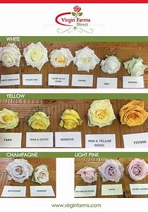 Rose Variety Comparison Chart White Yellow Champagne And Light Pink