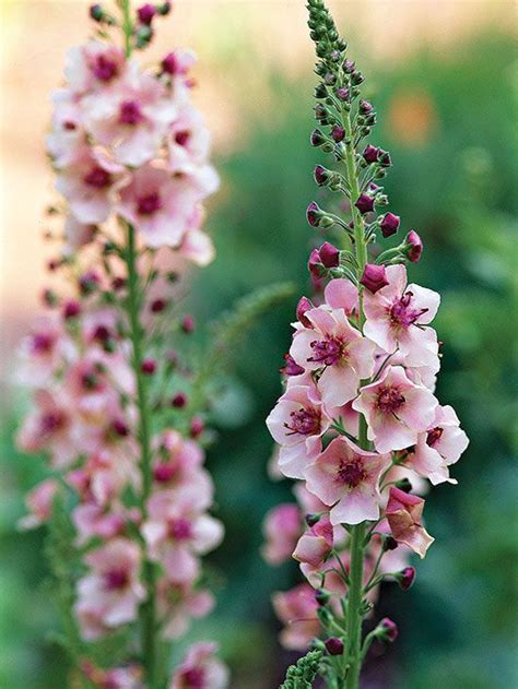 These flowers bloom in spring and summer in areas that stay relatively cool, and in the winter and spring in areas with warm winters and hot summers. Deer Busters: The Top Deer-Resistant Plants for the ...