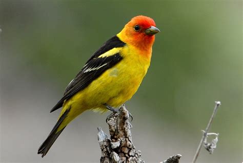Western Tanager Coniferous Forest