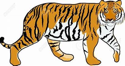 Tiger Clipart Animal Jungle Carnivore Carnivores Clipartmag