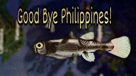 Good Bye Last Word For This Fish Pandaka Pygmaea Smallest Fish In