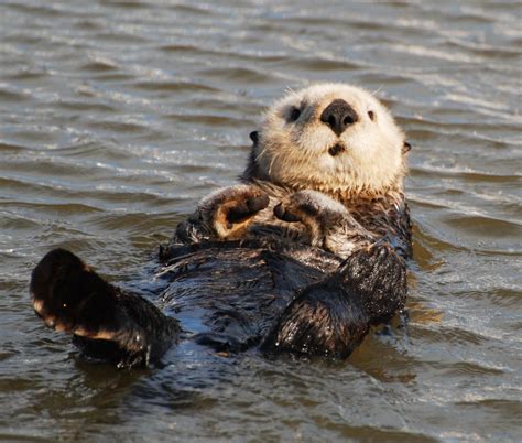 Sea Otter : The National Wildlife Federation Blog